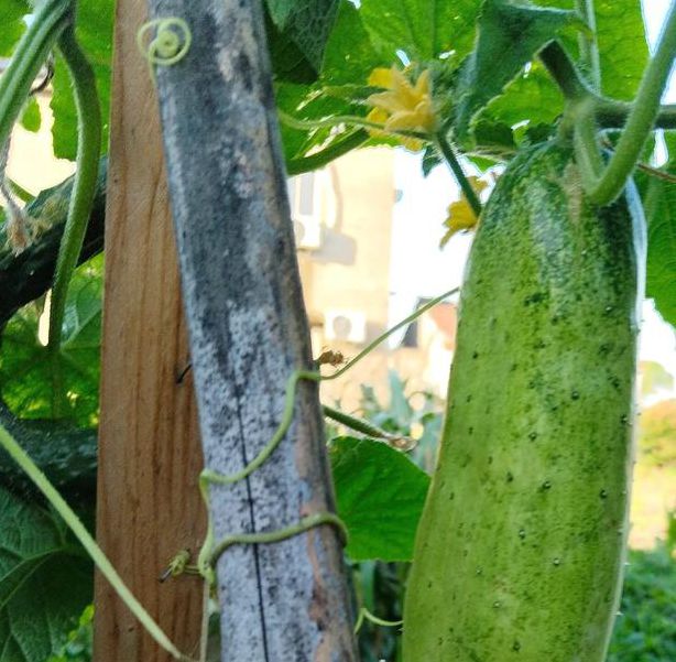 丝瓜黄瓜草莓茄子樱桃