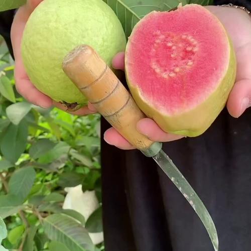 草莓秋葵黄瓜丝瓜芭乐绿巨人最新版