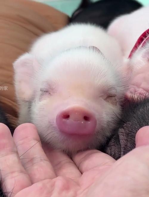 小猪视频网址进入18