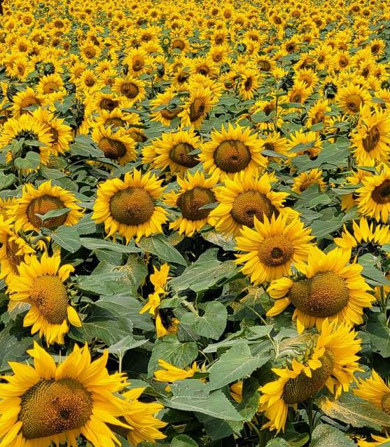 XRK1_3_0ARK向日葵无限下载